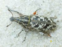 Cyphocleonus dealbatus