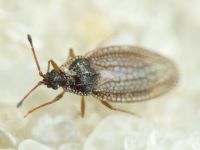 Campylosteira verna