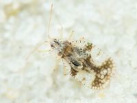 Stephanitis pyri
