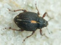 Rhinoncus leucostigma