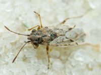 Nysius ericae