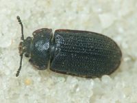 Grynocharis oblonga