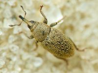 Sibinia (Sibinia) unicolor