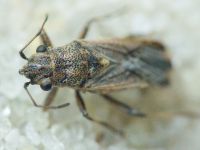 Ortholomus punctipennis