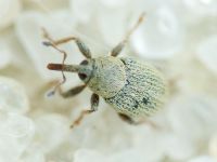 Sibinia (Sibinia) unicolor
