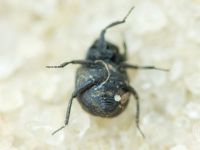 Georissus crenulatus