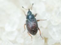 Mecinus plantaginis