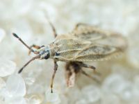 Tingis (Tropidocheila) maculata