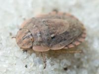 Menaccarus (Oploscelis) arenicola