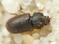 Ciidae