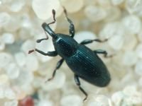 Aulacobaris lepidii