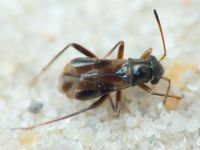 Pilophorus confusus