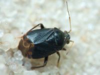 Polymerus holosericeus