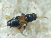 Ischnocoris hemipterus