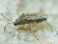 Nysius senecionis