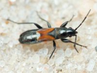 Pterotmetus staphyliniformis