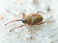 Curculio (Curculio) glandium
