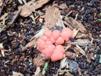 Lycogala