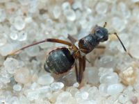 Systellonotus triguttatus
