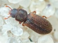 Synchita humeralis