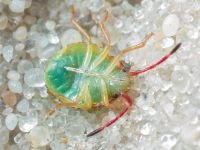 Acanthosoma haemorrhoidale