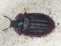 Peltis grossa