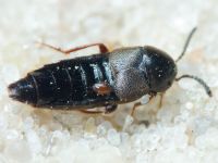 Aleochara brevipennis