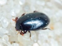 Paromalus flavicornis