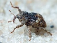Acallocrates colonnellii