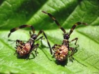 Coreus marginatus