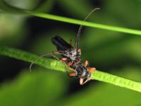 Phytoecia icterica