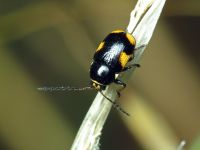 Cryptocephalus (Cryptocephalus) moraei