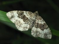 Epirrhoe alternata