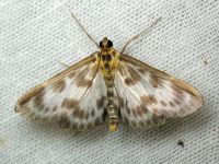 Eurrhypara hortulata