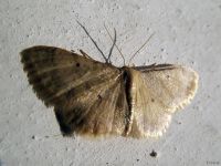 Idaea politaria