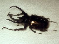 Chalcosoma atlas