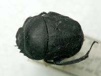 Gymnopleurus mopsus