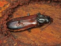 Pytho depressus