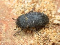 Dermestes (Dermestinus) laniarius
