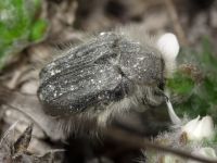 Tropinota hirta