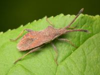Coriomeris denticulatus