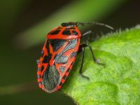 Eurydema (Rubrodorsalium) ventralis