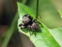 Araneae