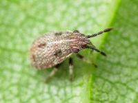 Rhopalidae