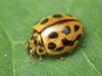 Tytthaspis sedecimpunctata