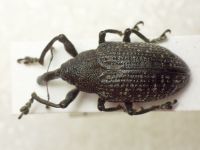 Larinus