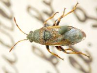 Heterogaster artemisiae
