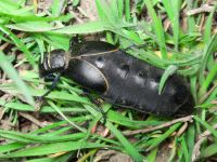 Meloe hungarus