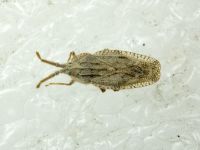 Tingis (Tingis) crispata