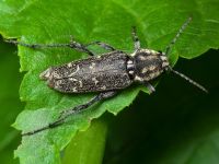 Xylotrechus rusticus